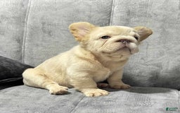French Bulldog dogs for sale: Butterscotch - Image 7