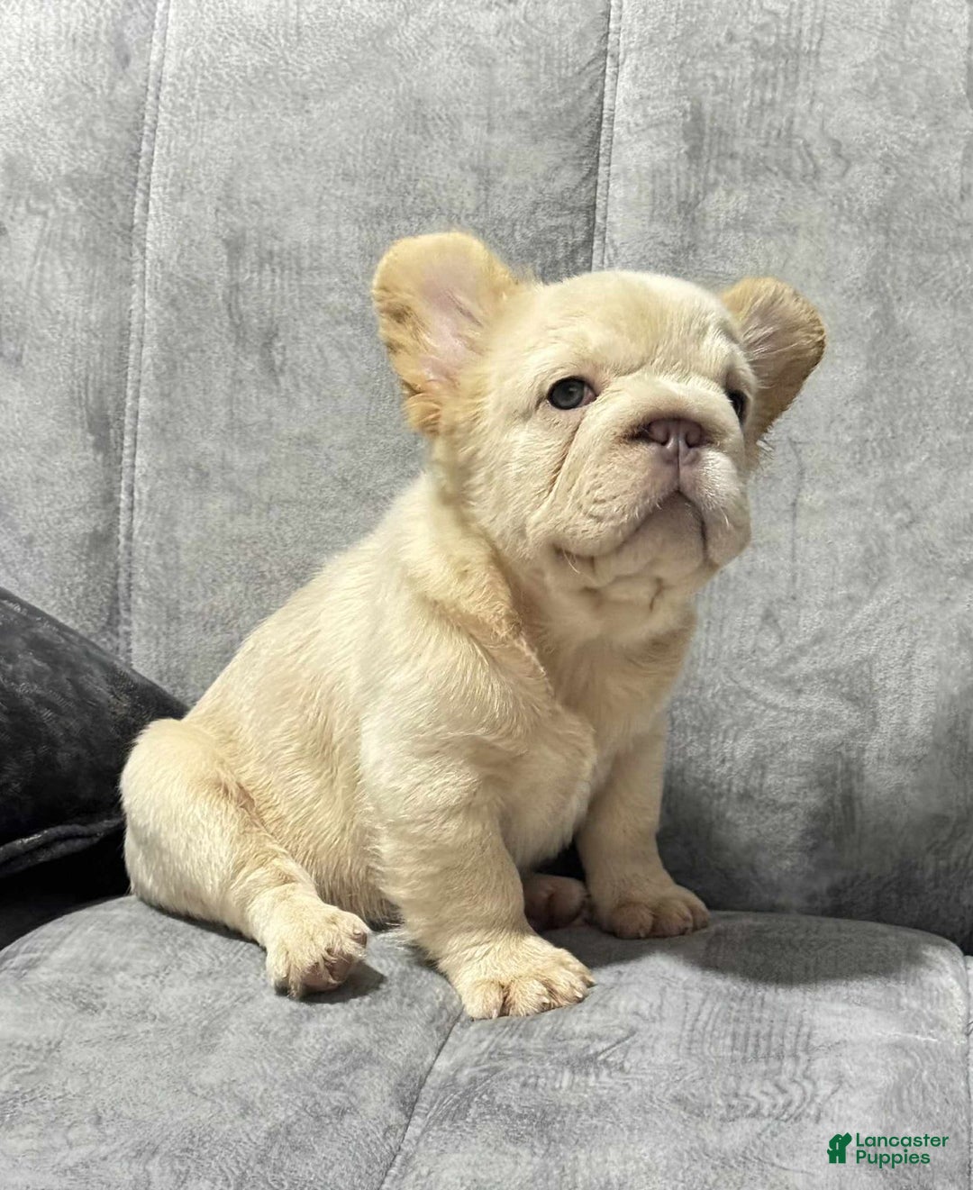 French Bulldog dogs for sale: Butterscotch - Image 7