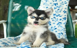 Pomsky dogs for sale: Tokyo - Image 1