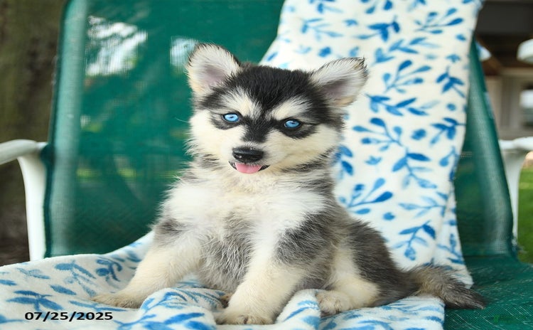 Pomsky dogs for sale - Ad 2
