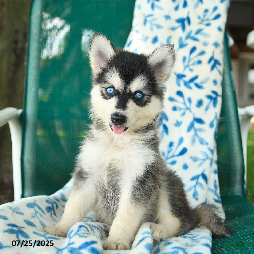 Pomsky dogs for sale: Tokyo - Image 1