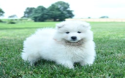 Samoyed dogs for sale: Buddy - Image 4
