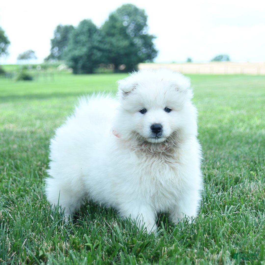 Samoyed dogs for sale: Buddy - Image 4