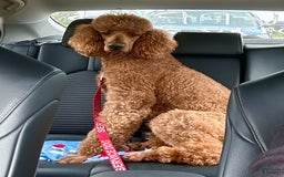Standard Poodle dogs for sale: Tony AKC - Image 8