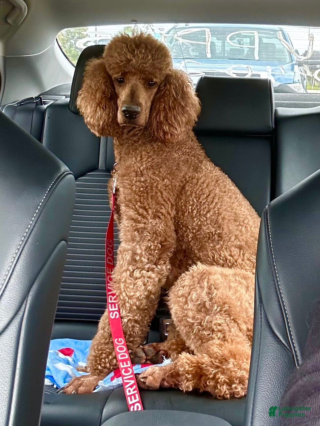 Standard Poodle dogs for sale: Tony AKC - Image 8