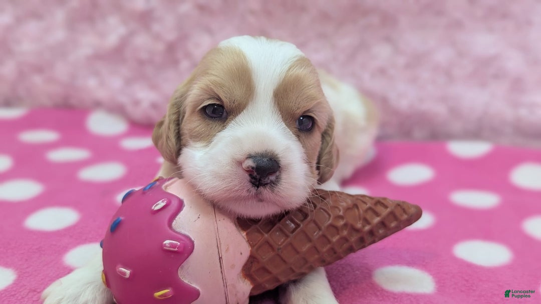 Cockapoo dogs for sale: Rebel - Image 6