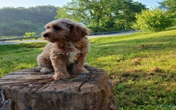 Cavapoo dogs for sale: Muffy - Image 5