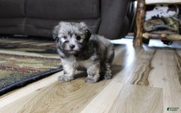 Havanese dogs for sale: Charlie - Image 4