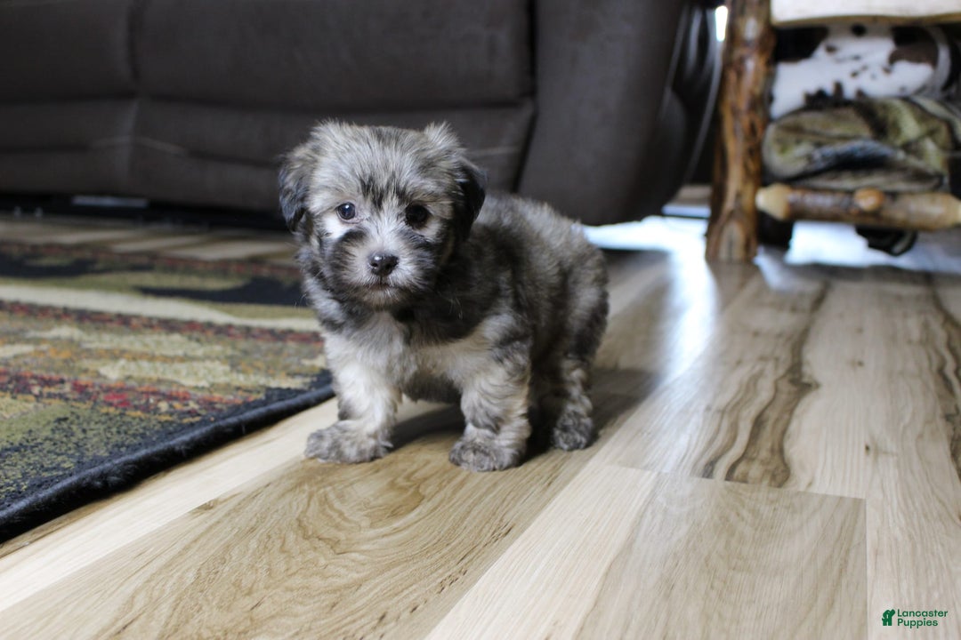 Havanese dogs for sale: Charlie - Image 4