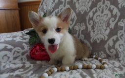 Welsh Corgi Pembroke dogs for sale: Kory - Image 10