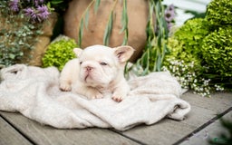 French Bulldog dogs for sale: Kingston - Image 7