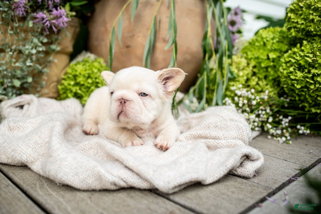 French Bulldog dogs for sale: Kingston - Image 7