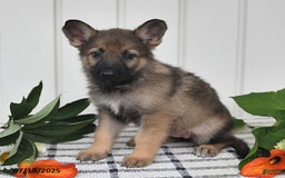 German Shepherd dogs for sale: Lulu - Image 2