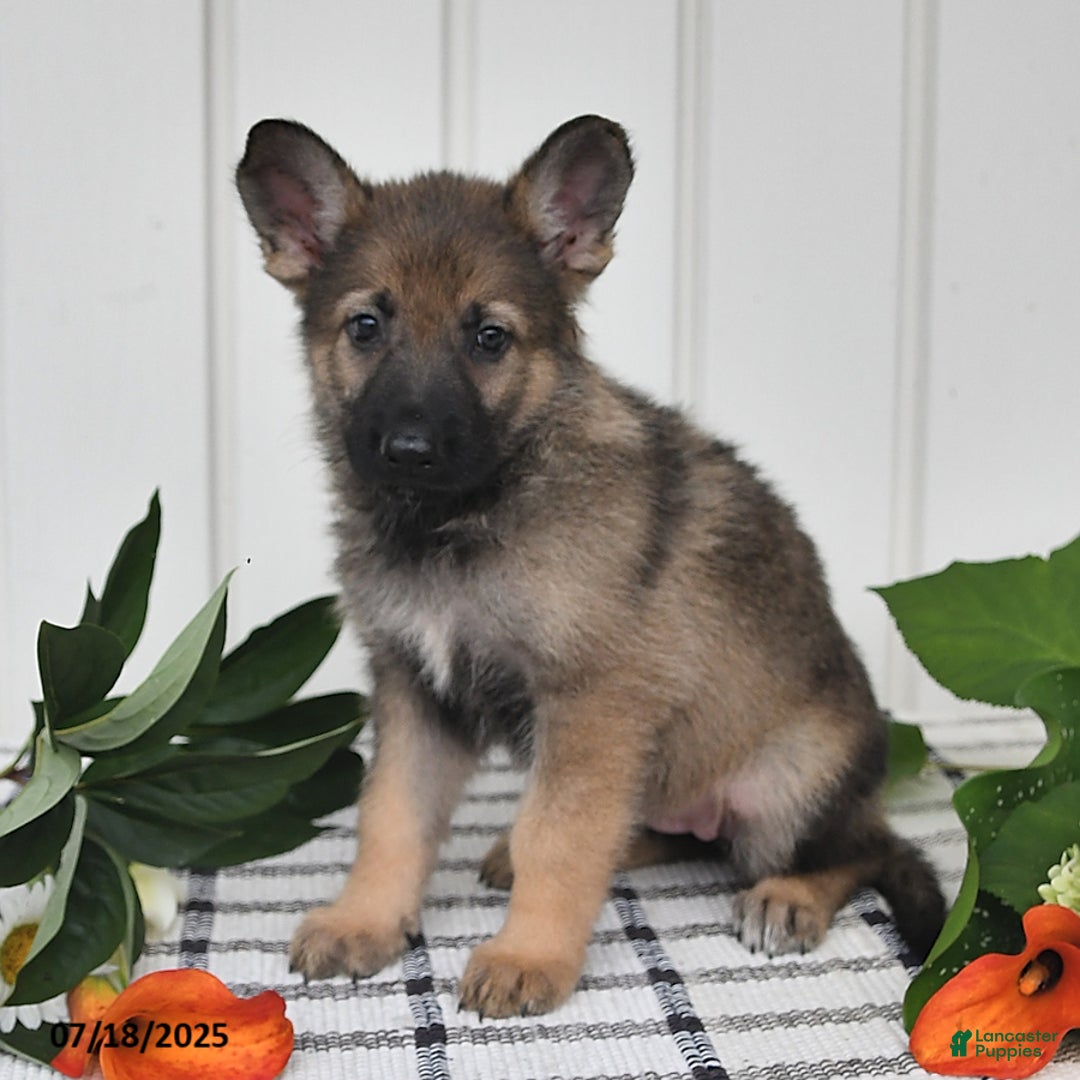 German Shepherd dogs for sale: Lulu - Image 2