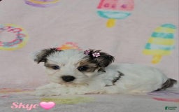 Yorkshire Terrier dogs for sale: Skye - Image 2