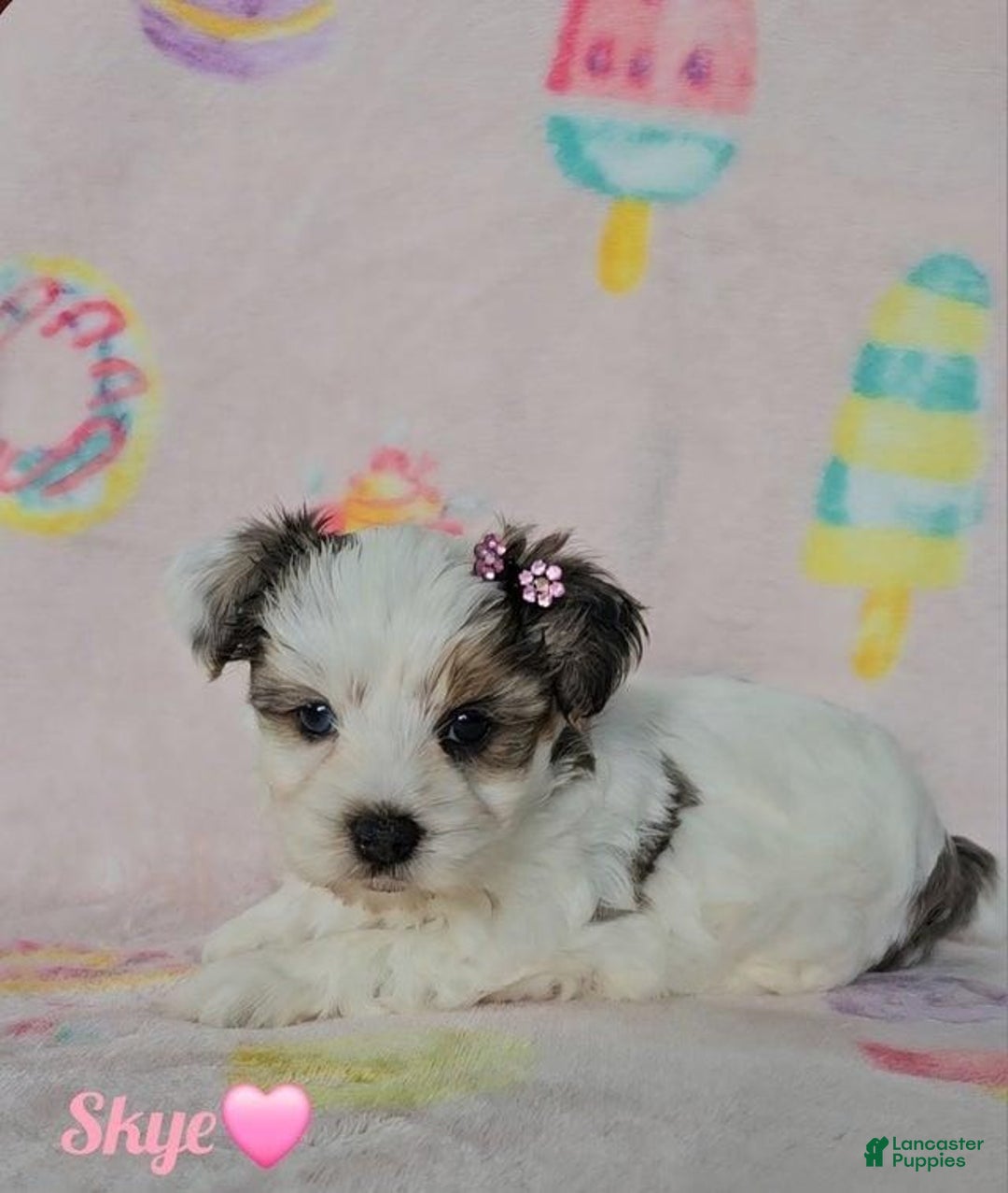 Yorkshire Terrier dogs for sale: Skye - Image 2