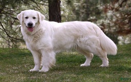 Golden Retriever dogs for sale: Lori - Image 4