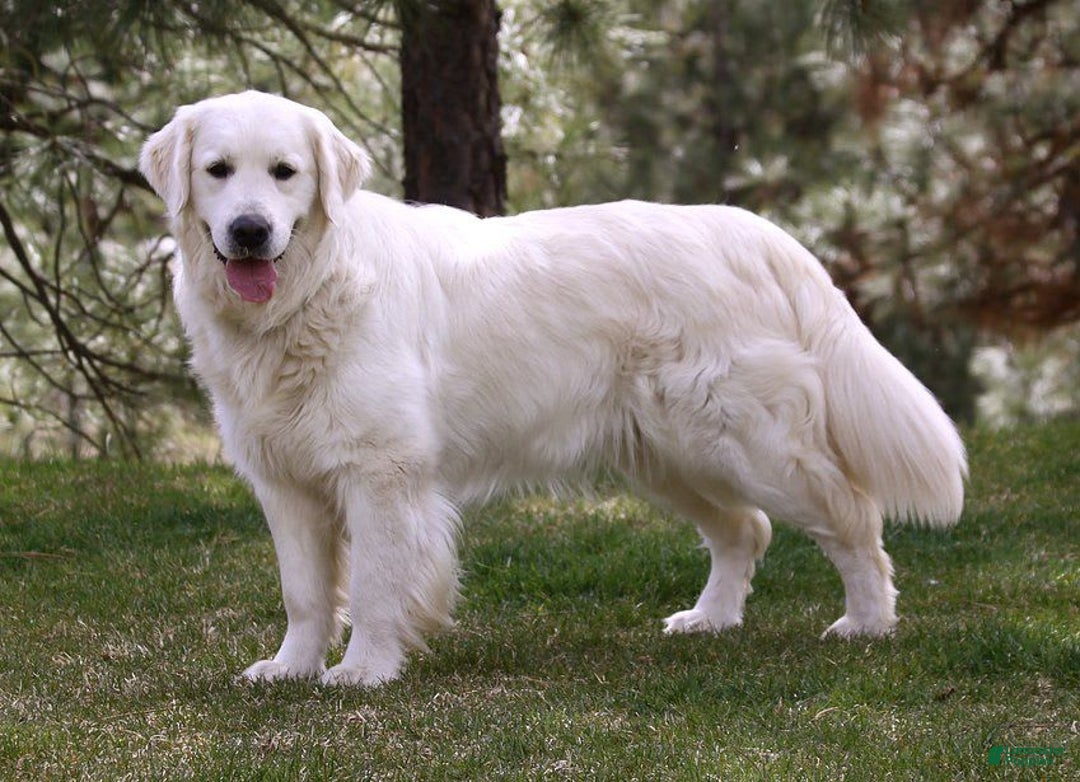 Golden Retriever dogs for sale: Lori - Image 4