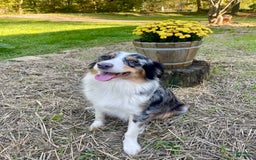 Australian Shepherd dogs for sale: Captain - Image 6