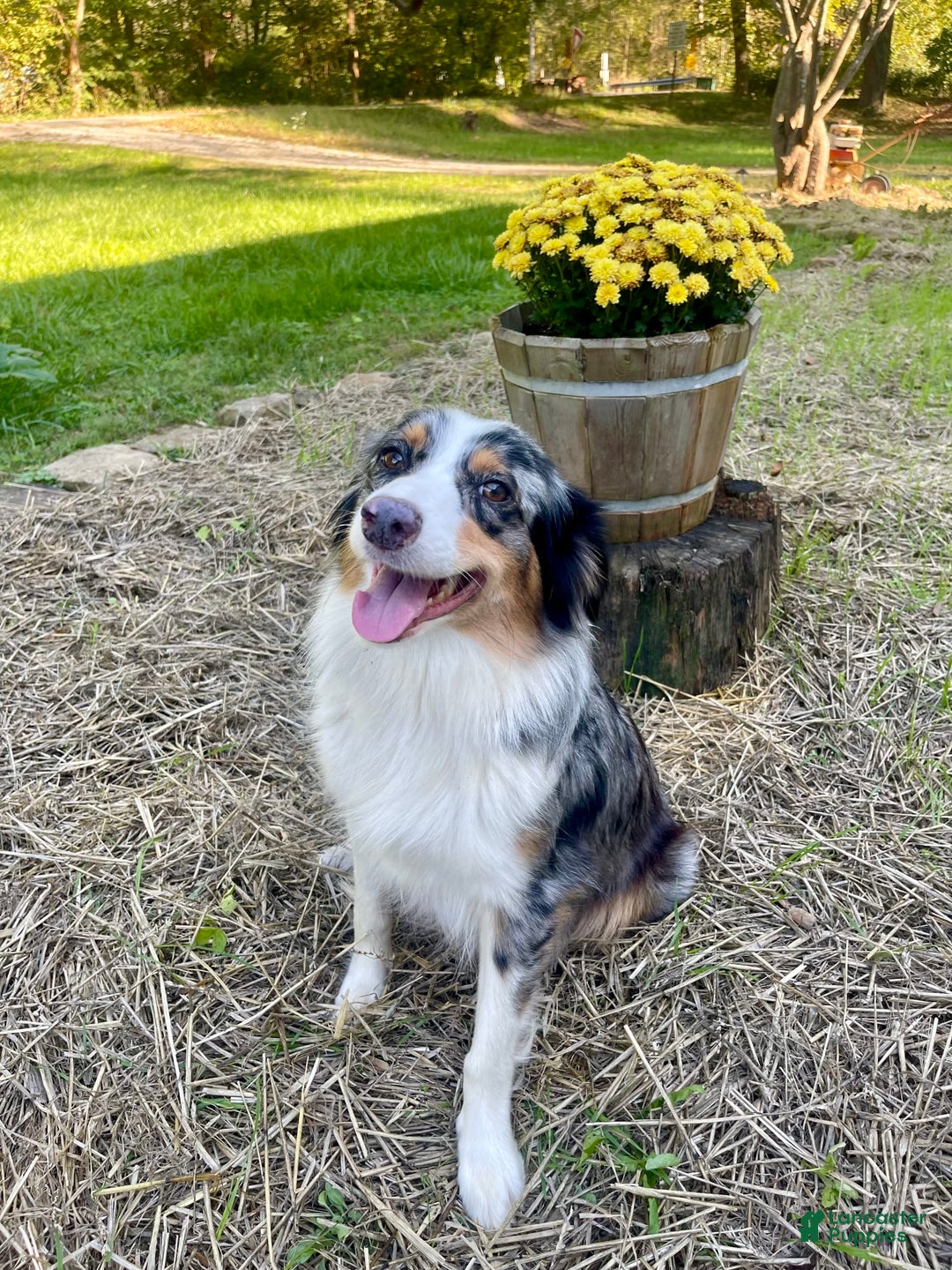 Australian Shepherd dogs for sale: Captain - Image 6