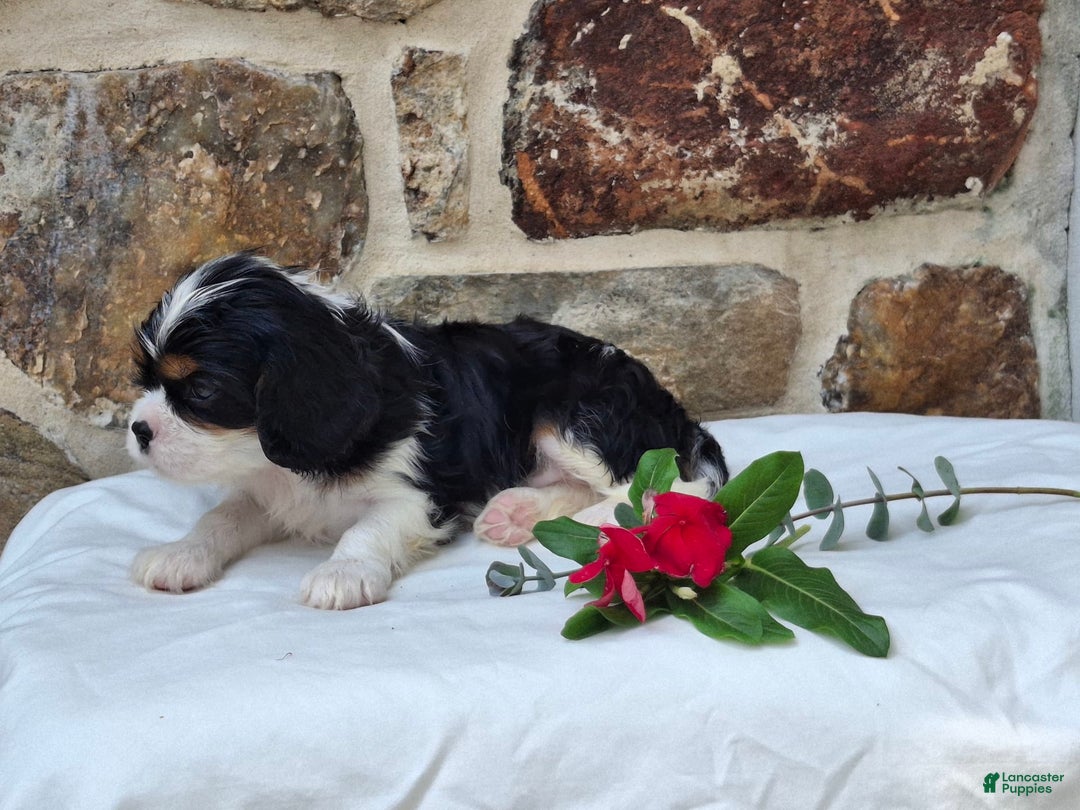 Cavalier King Charles Spaniel dogs for sale: Snickers - Image 2