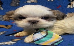 Shih Tzu dogs for sale: Rascal - Image 1