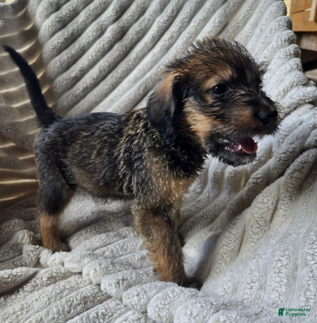 Dalmatian dogs for sale: Elliott - Image 1