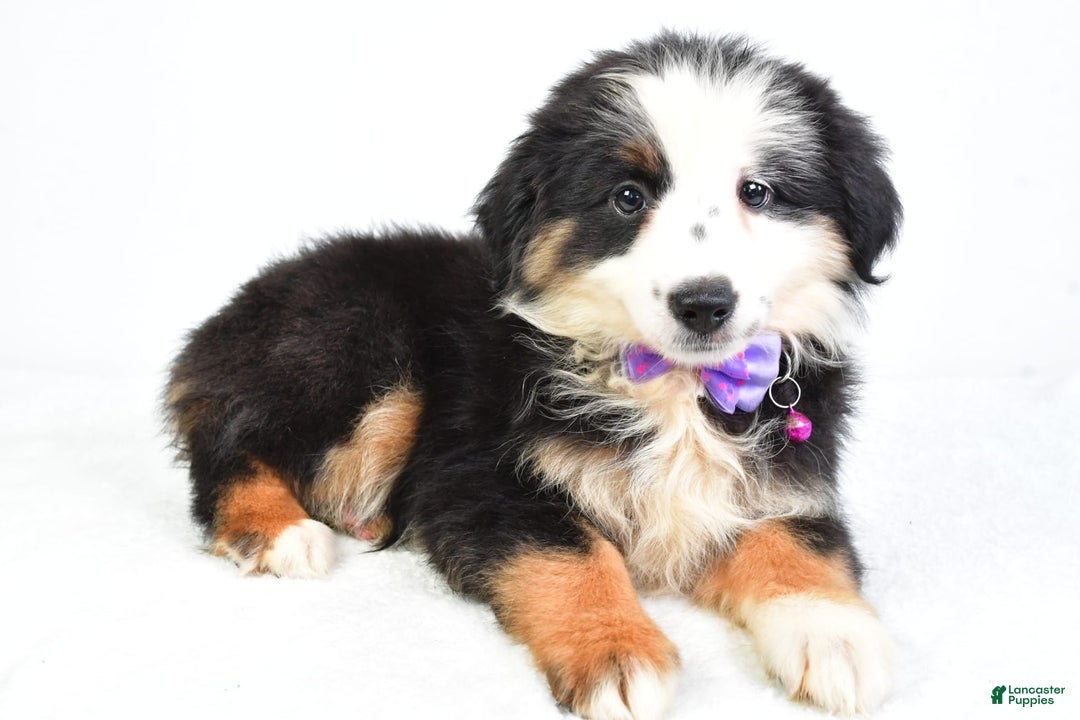 Miniature Australian Shepherd dogs for sale: Jenna - Image 4