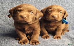 Airedale Terrier dogs for sale: Airedale Terrier Puppy 2 - Image 1