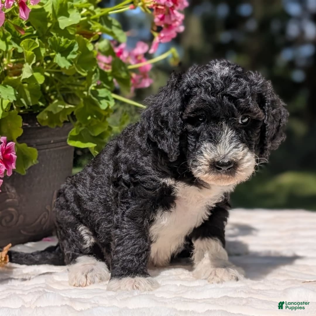 Mini Bernedoodle dogs for sale: Sienna - Image 16