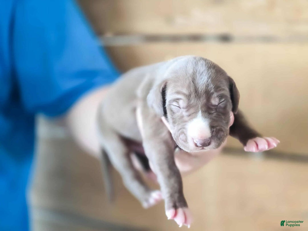 Great Dane dogs for sale: Leroy - Image 3