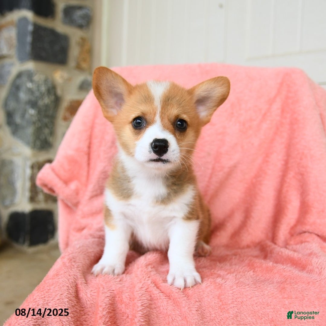Welsh Corgi Pembroke dogs for sale: Valentino AKC - Image 4