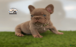 French Bulldog dogs for sale: Buddy - Image 1