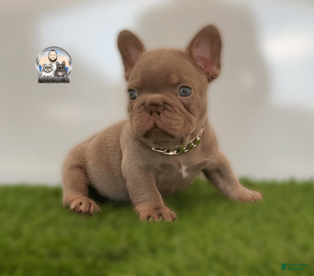 French Bulldog dogs for sale: Buddy - Image 1