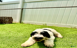 Goldendoodle dogs for sale: Oreo - Image 3