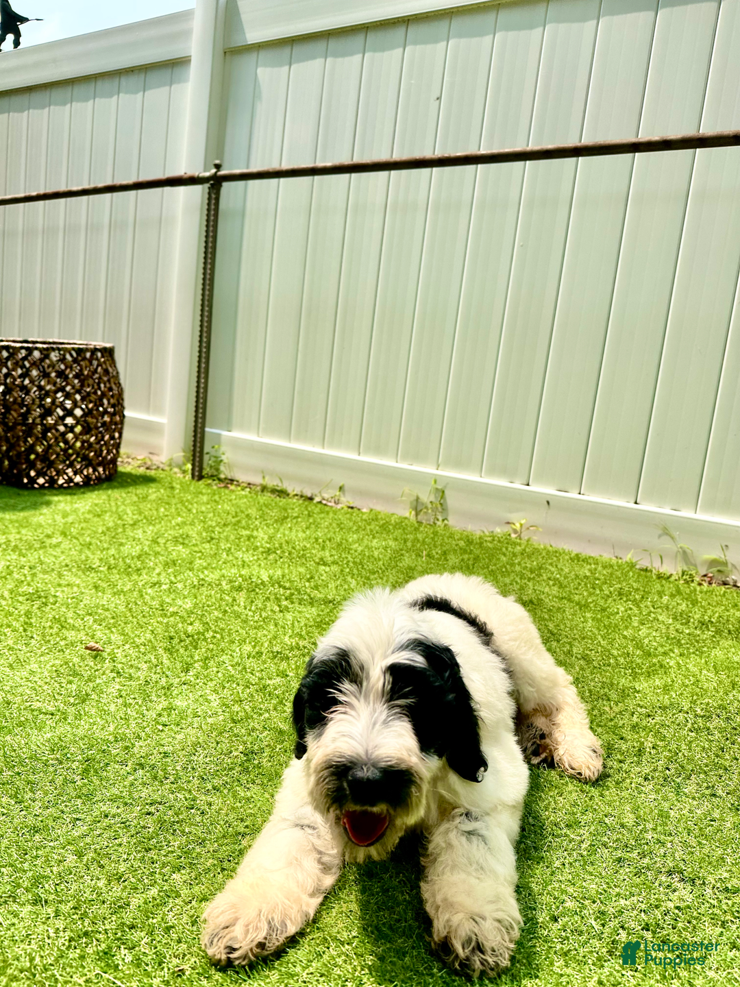Goldendoodle dogs for sale: Oreo - Image 3