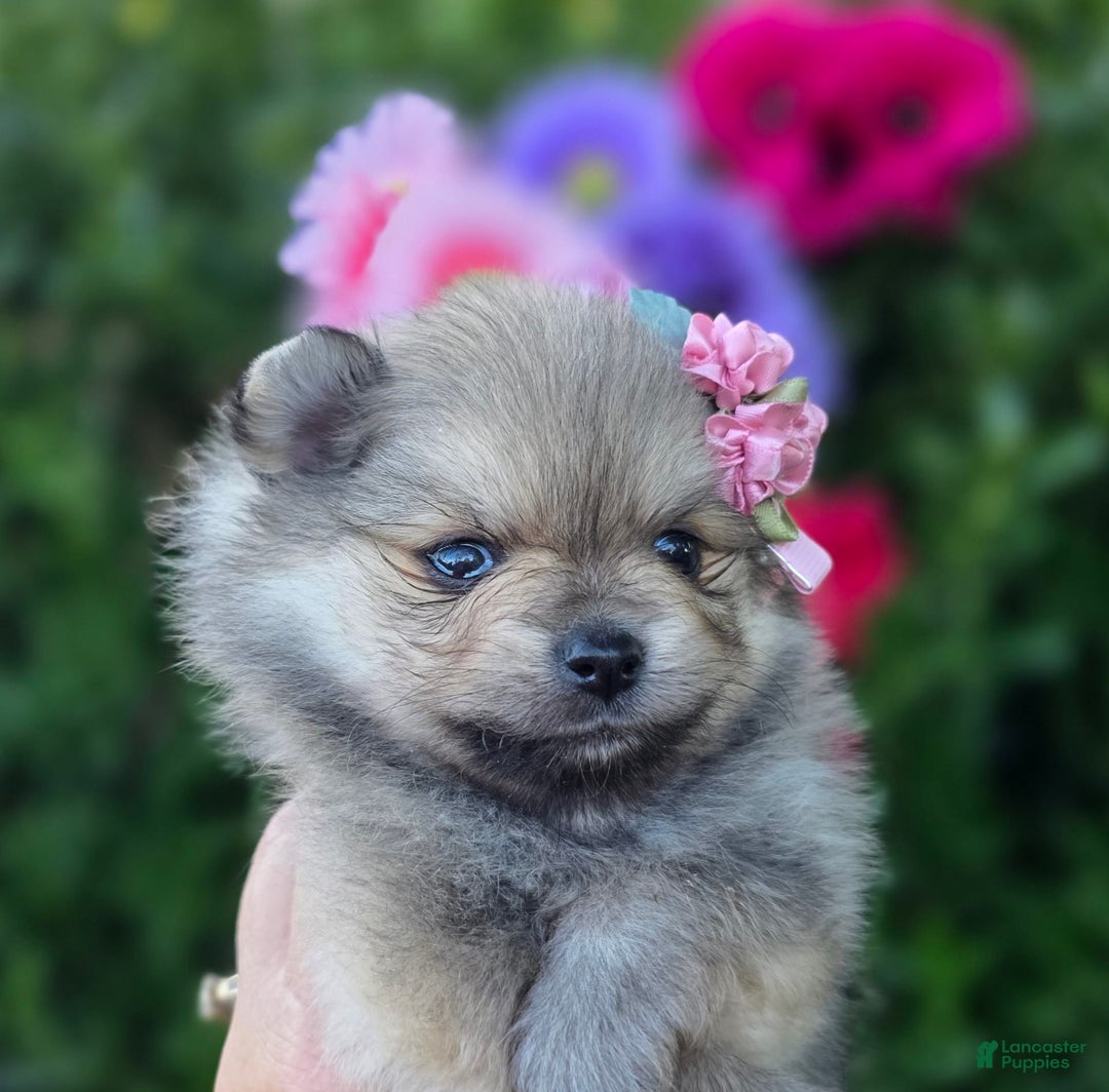 Pomeranian dogs for sale: Arya - Image 6