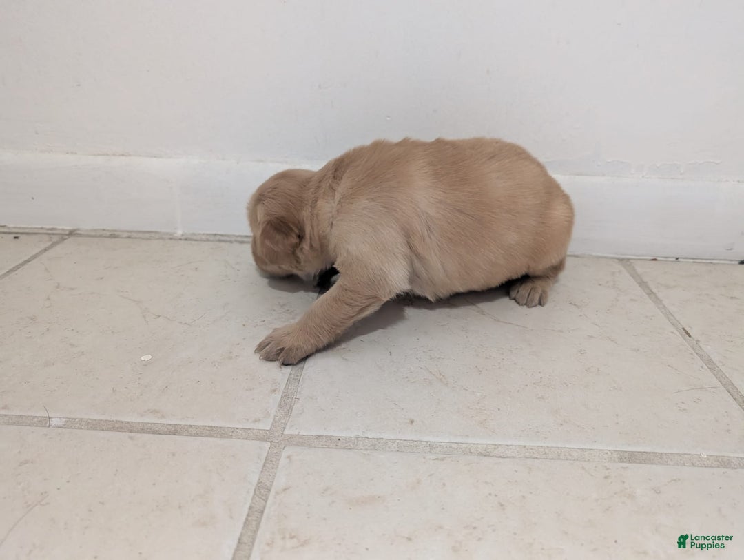 Golden Retriever dogs for sale: Leo - Image 6