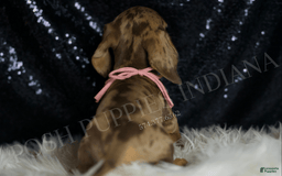 Miniature Dachshund dogs for sale: Karey - Image 6
