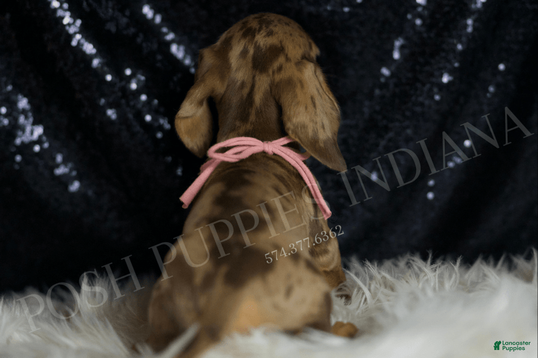 Miniature Dachshund dogs for sale: Karey - Image 6