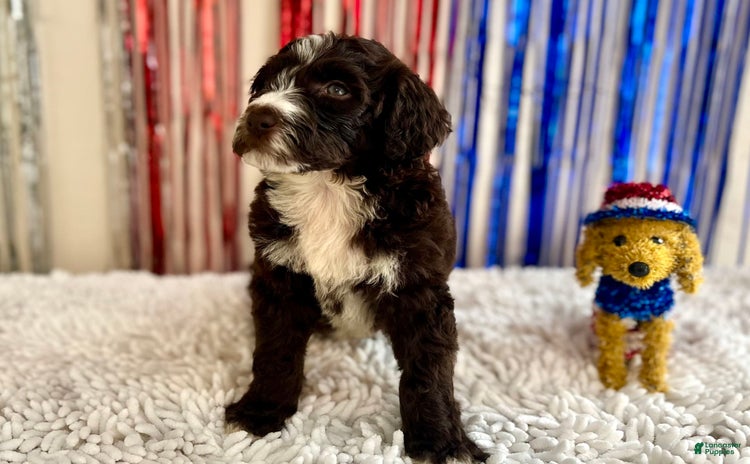 Aussiedoodle dogs - Advert 11