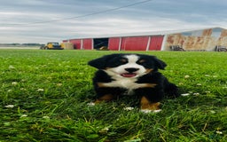 Bernese Mountain Dog dogs for sale: Joker - Image 7