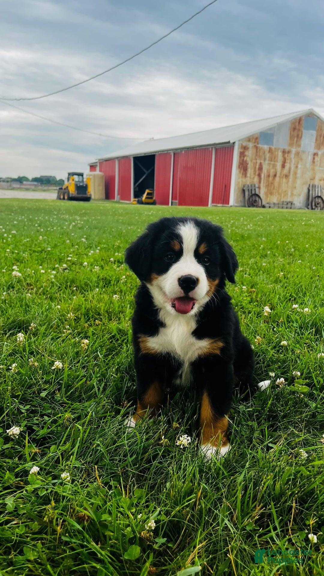 Bernese Mountain Dog dogs for sale: Joker - Image 7