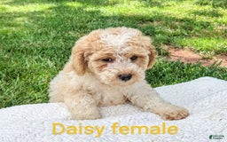 Mini Goldendoodle dogs for sale: Daisy - Image 4