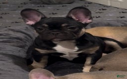 French Bulldog dogs for sale: Smokey - Image 9
