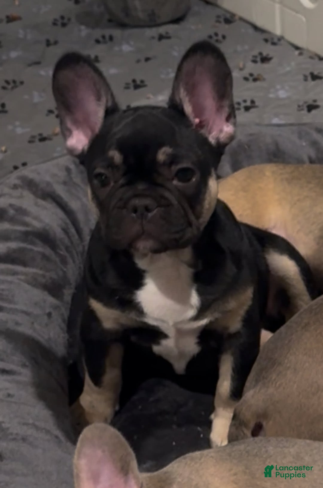 French Bulldog dogs for sale: Smokey - Image 9