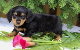 Miniature Dachshund dogs for sale: Lonnie - Image 2