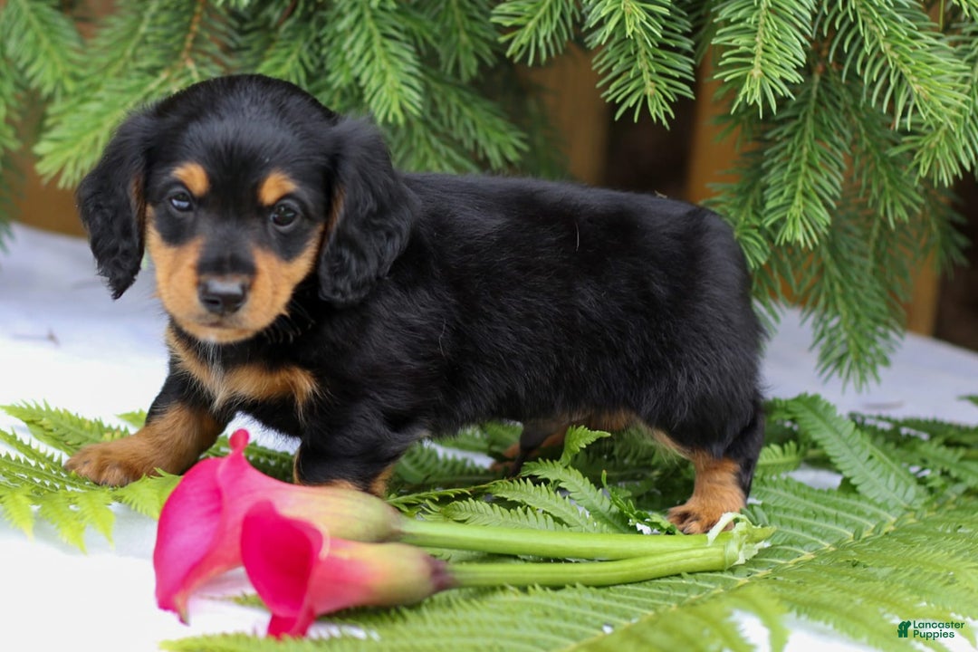 Miniature Dachshund dogs for sale: Lonnie - Image 2