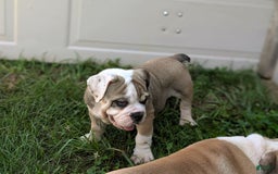Olde English Bulldogge dogs for sale: Ginger - Image 4