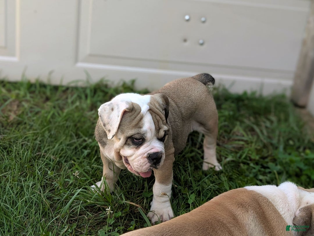 Olde English Bulldogge dogs for sale: Ginger - Image 4